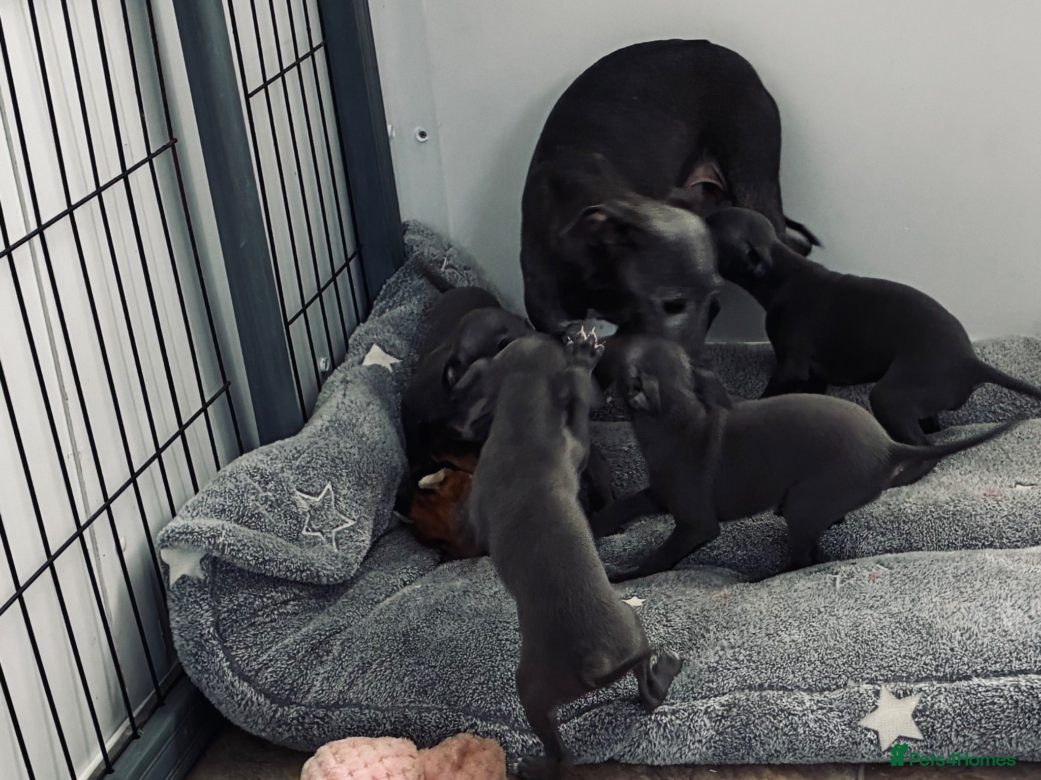 Italian Greyhound dogs BEAUTIFUL ITALIAN GREYHOUND PUPPIES  - Advert 5