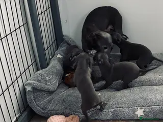 Italian Greyhound dogs BEAUTIFUL ITALIAN GREYHOUND PUPPIES - Advert 6