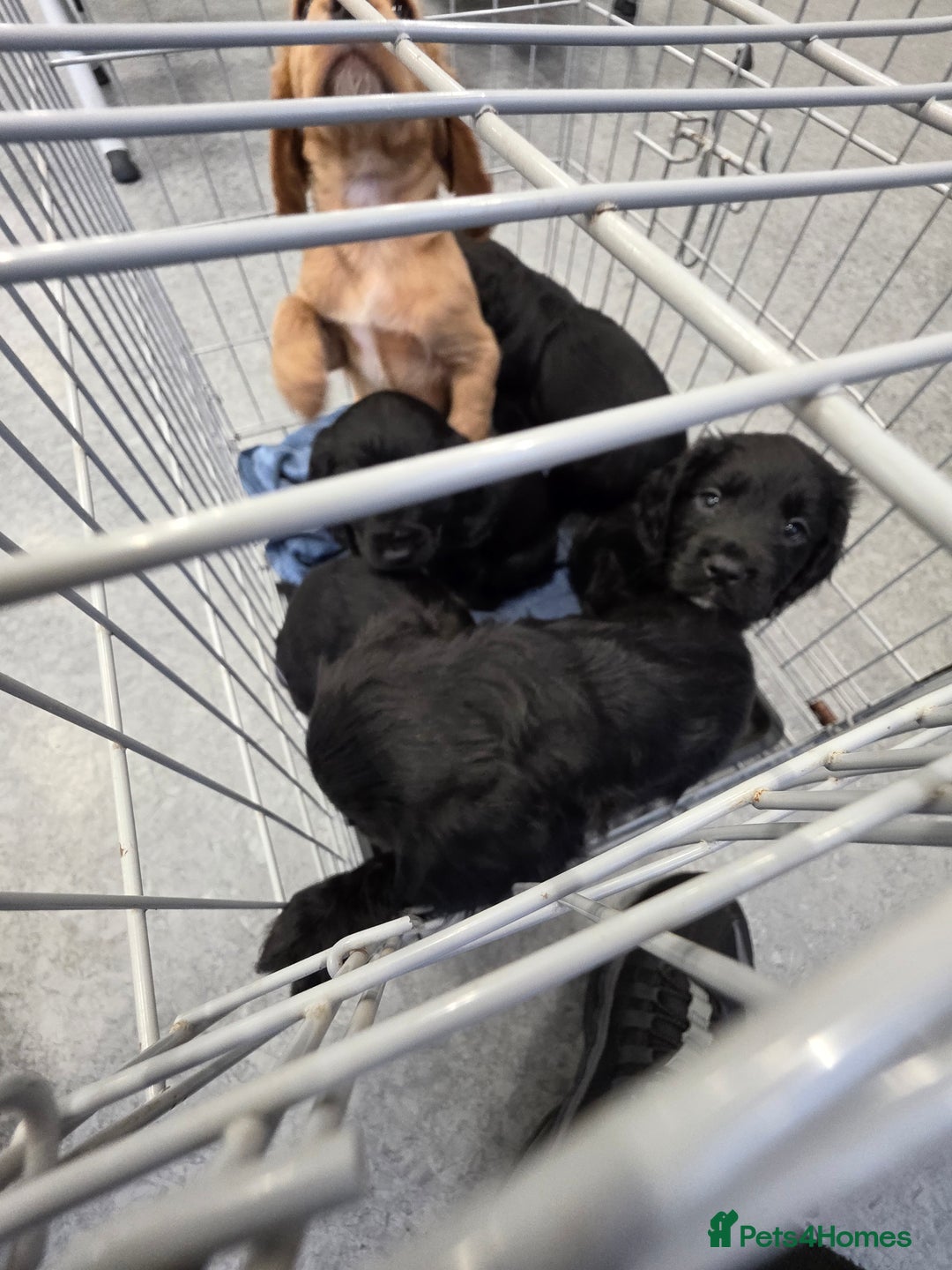 Cocker Spaniel dogs for sale: Cocker spaniel puppies - Advert 2