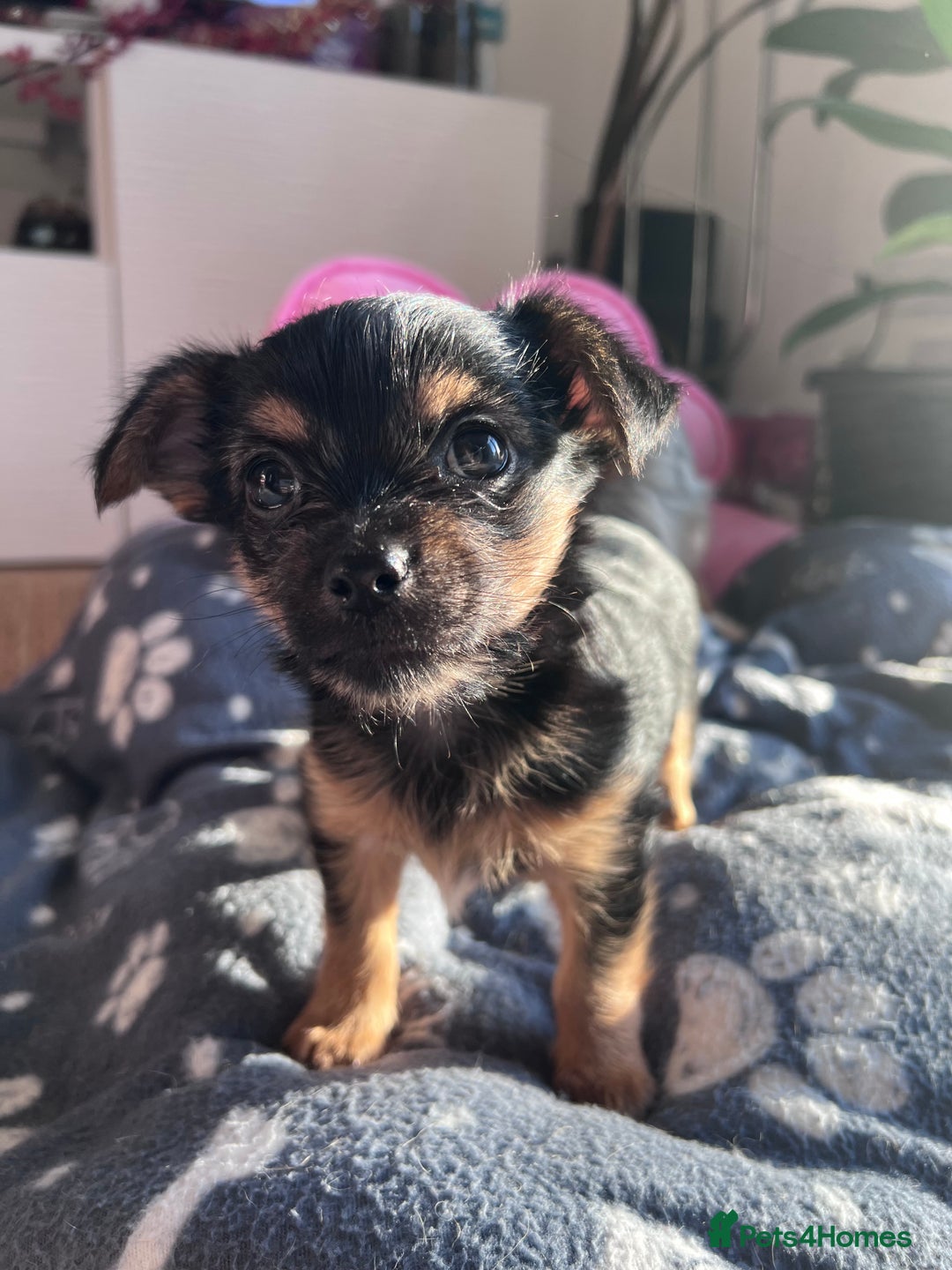 Chorkie dogs for sale: CHORKIE PUPS AVAILABLE NOW - Advert 9