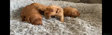 Cockapoo Puppy 1