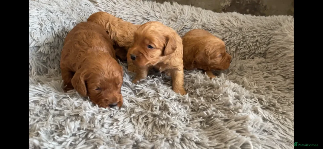 Cockapoo dogs for sale: 5⭐️ Red F1 cockapoo pups. Clear genetics in Cardiff - Advert 2