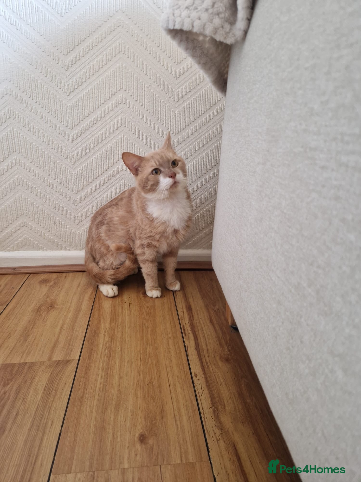 British Shorthair cats Male 8 month ginger cat in Wednesbury - Advert 1