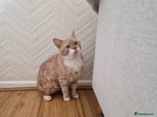 British Shorthair cats Male 8 month ginger cat in Wednesbury - Advert 1