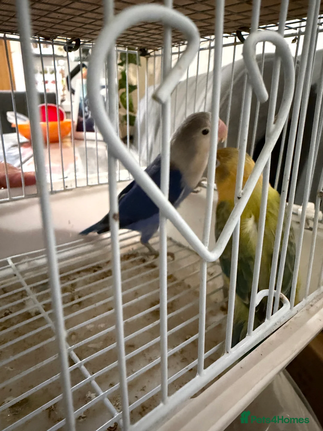 Lovebirds birds for sale: Young pair of lovebird - Advert 11