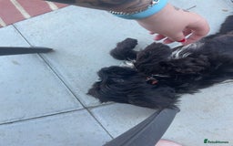 Cockapoo dogs for sale: Manny  - Image 3
