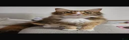 Maine Coon cats for sale: Maine coon kittens  - Advert 1