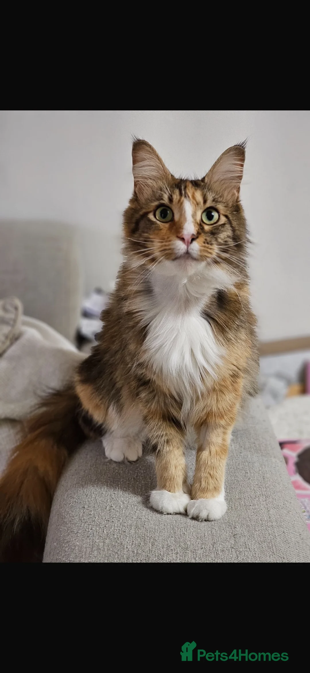 Maine Coon cats for sale: Maine coon kittens  - Advert 1