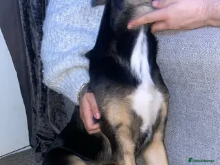 Mixed Breed dogs German shephard x border collier - Advert 9