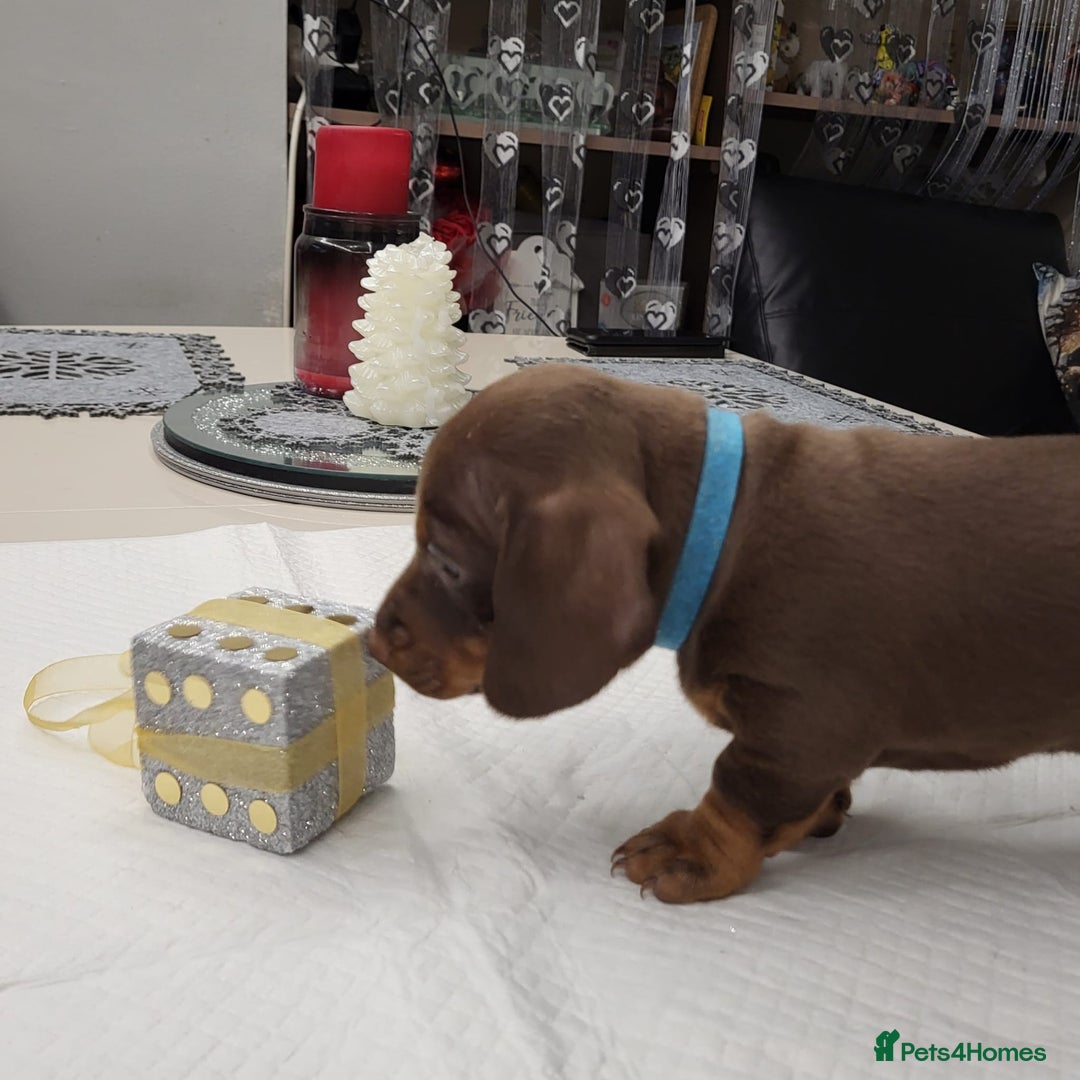 Dachshund dogs for sale: Wonderful dachshund puppies  - Advert 9