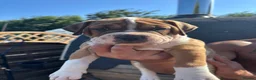 Mixed Breed dogs for sale: Old Tyme x American bulldog  - Advert 3
