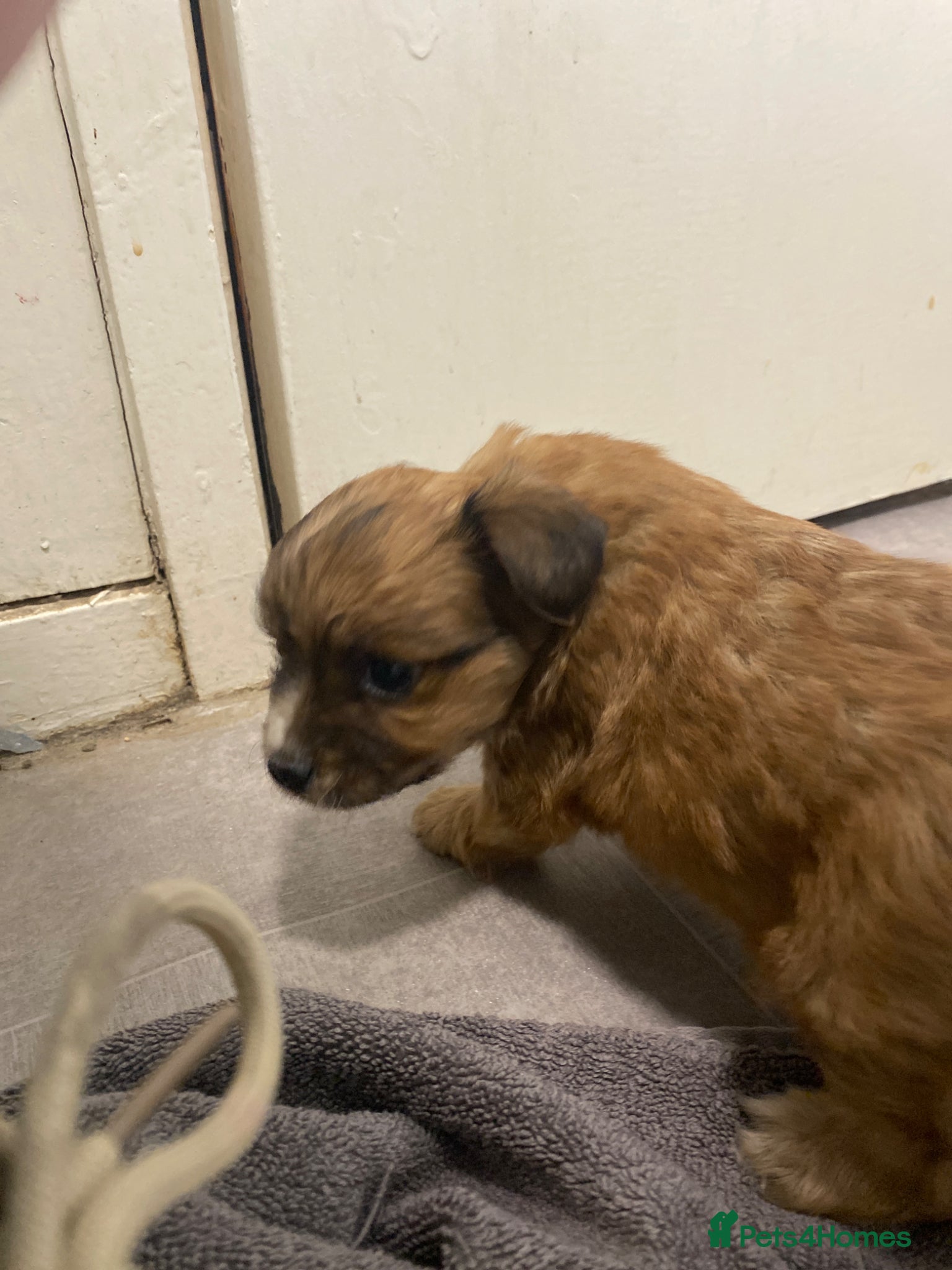 Mixed Breed dogs terrier x pom - Advert 2