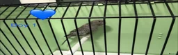 Budgerigars birds for sale: Black face budgies  - Advert 5