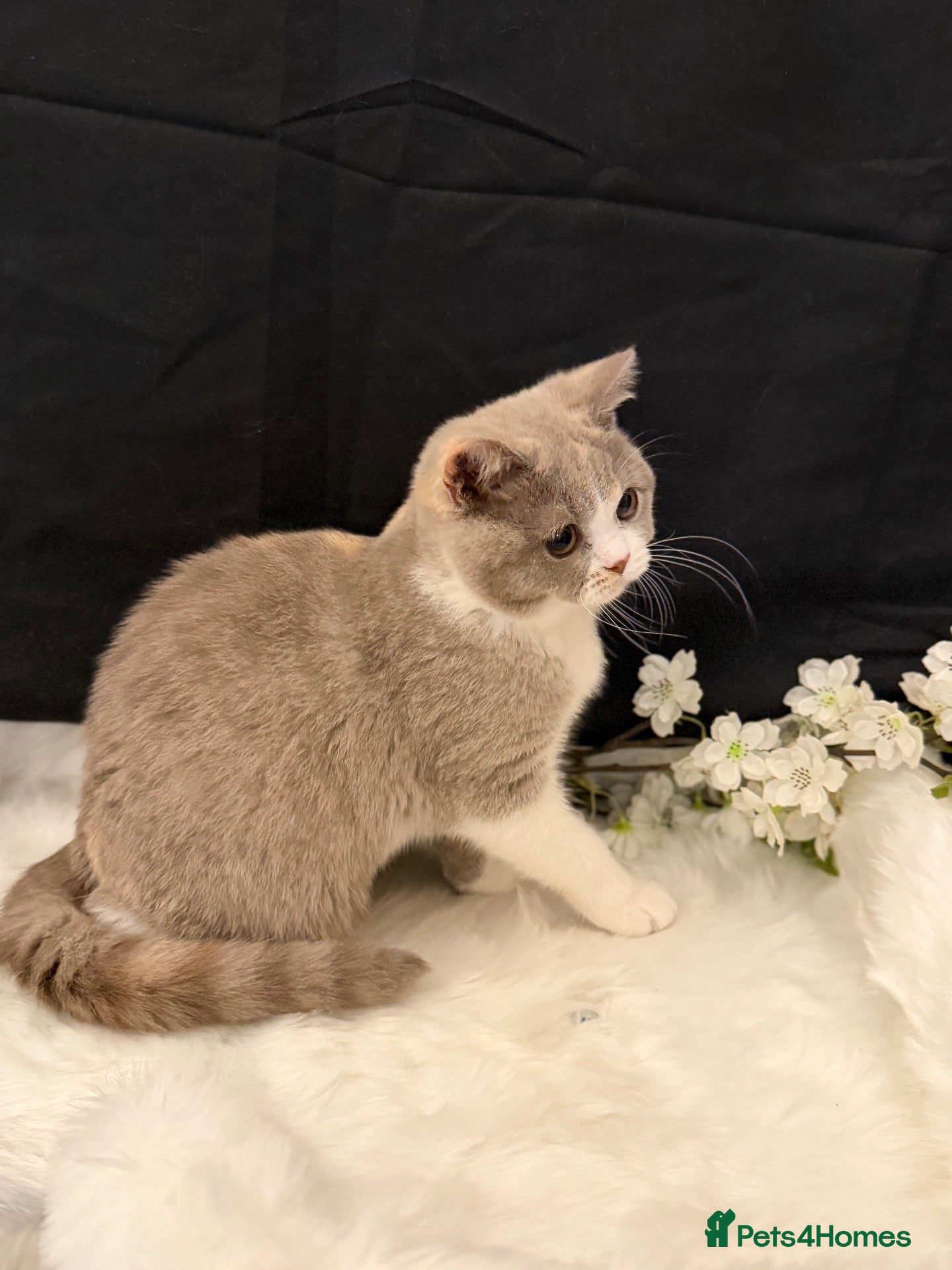 British Shorthair cats for sale: READY NOW - REGISTERED FULL PEDIGREE BSH - Advert 2