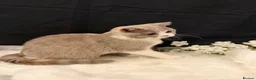 British Shorthair cats for sale: READY NOW - REGISTERED FULL PEDIGREE BSH - Advert 13