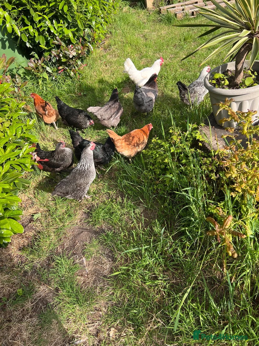 Hens poultry for sale: Young Hens  for sale  in Bushey - Advert 2