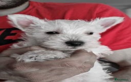 West Highland Terrier dogs for sale: TOP QUALITY WESTIE PUPPIES - Image 7