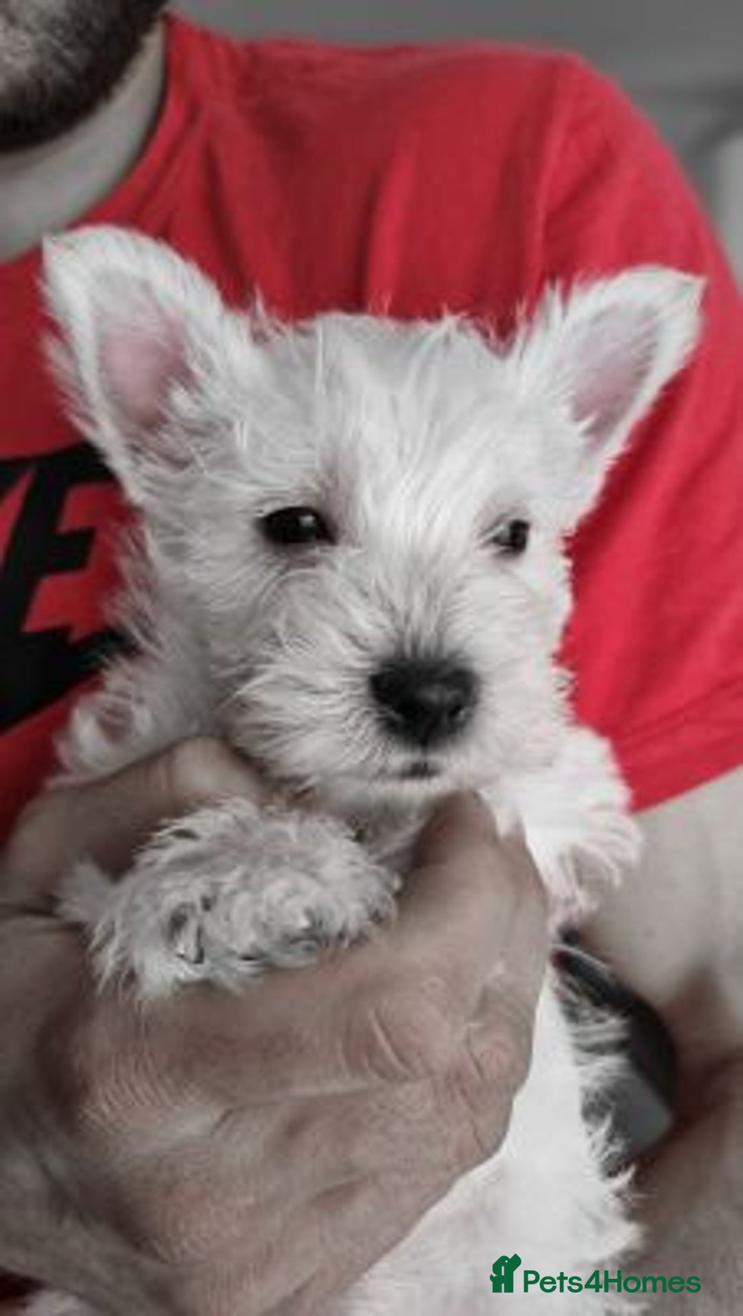 West Highland Terrier dogs for sale: TOP QUALITY WESTIE PUPPIES - Image 7