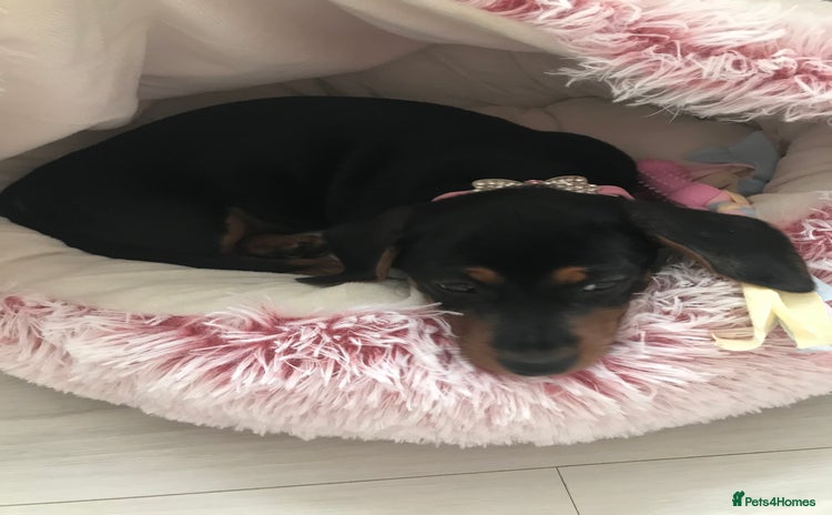 Mixed Breed dogs - Advert 12