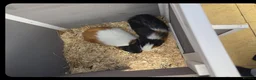 Guinea Pig rodents for sale: X2 male 3 month old guinea pigs with hutch etc in Huntingdon - Advert 3