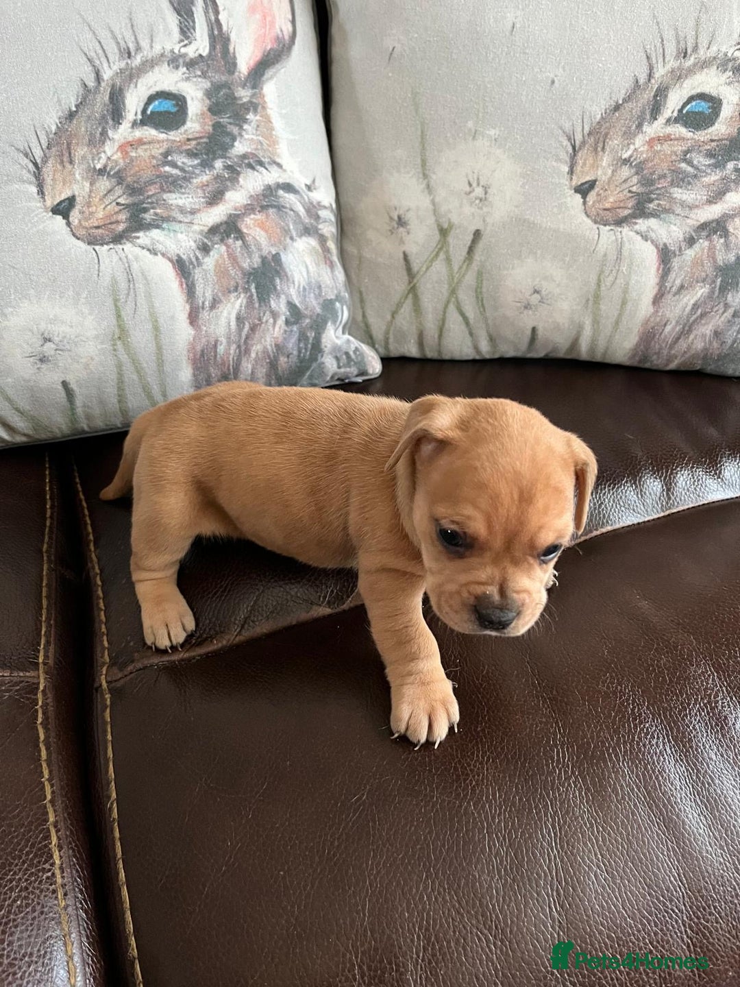 Mixed Breed dogs for sale: French wieners - Image 3