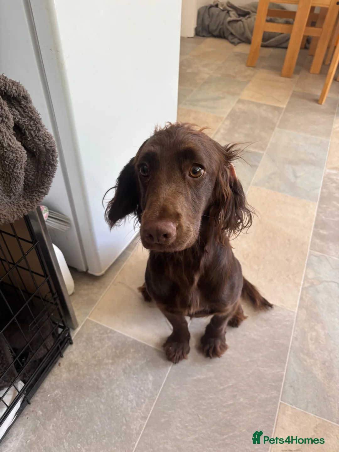 Cocker Spaniel dogs for sale: Connie - Advert 2