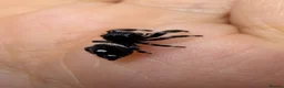 Spiders invertebrates for sale: Male jumper spiders Apalachicola - Advert 3