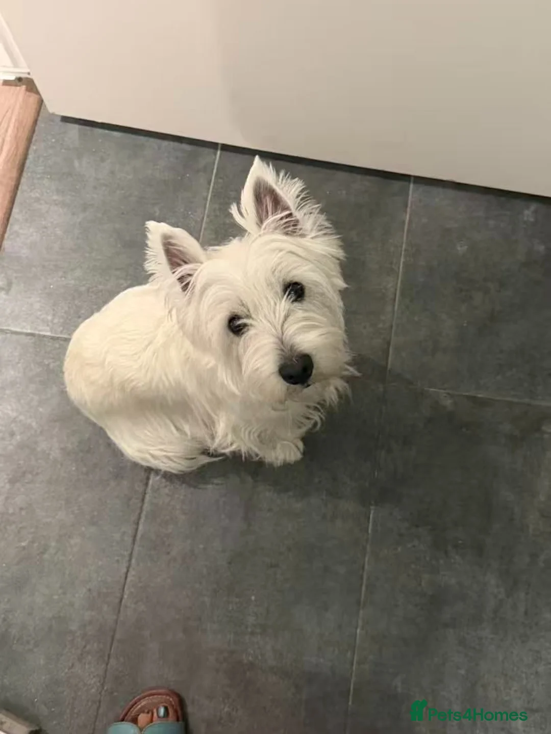 West Highland Terrier dogs for sale: 🤍🐶 Ruth's Westie puppies have arrived! in London - Advert 1