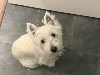 West Highland Terrier dogs 🤍🐶 Ruth's Westie puppies have arrived! - Advert 10