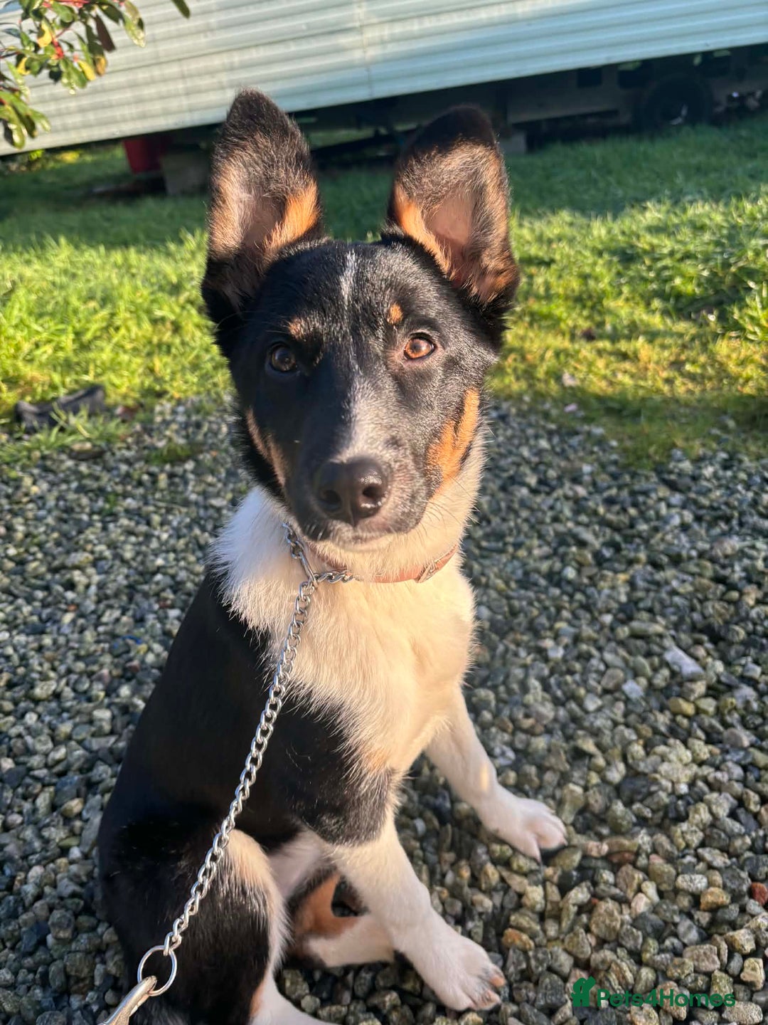 Border Collie dogs for sale: Tri colour border collie - Advert 3