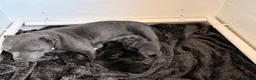 Staffordshire Bull Terrier dogs for sale: Staffordshire bullterrier pups in Chesterfield - Advert 3