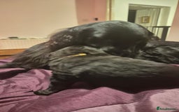 Flat coated Retriever dogs for sale: Flat coat retriever  - Image 2