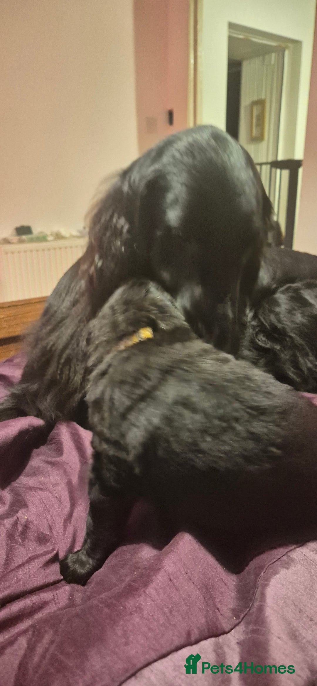 Flat coated Retriever dogs for sale: Flat coat retriever  - Image 2