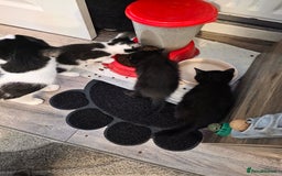 British Shorthair cats for sale: BSH cross 2 female 1 male. - Image 7