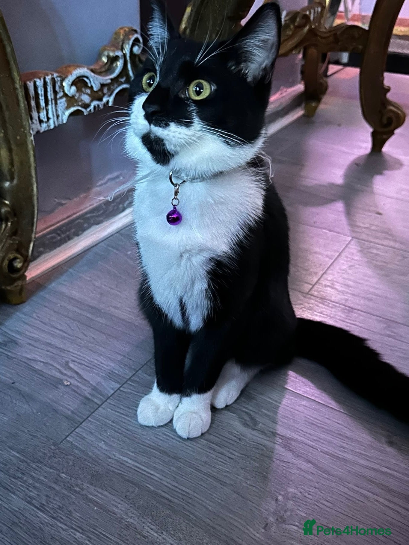 Mixed Breed cats for sale: Beautiful 5 months old baby boy  - Advert 3