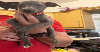 Whippet dogs - Advert 15