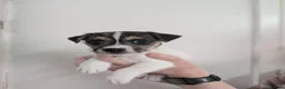 Mixed Breed dogs for sale: Oreo's Beautiful Puppies - Advert 10