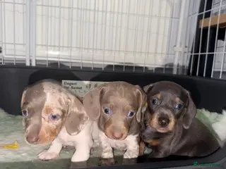 Dachshund dogs 2 Dachshund boys left 💙 - Advert 5