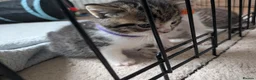 Mixed Breed cats for sale: 3x girl kittens  in Halstead - Advert 16