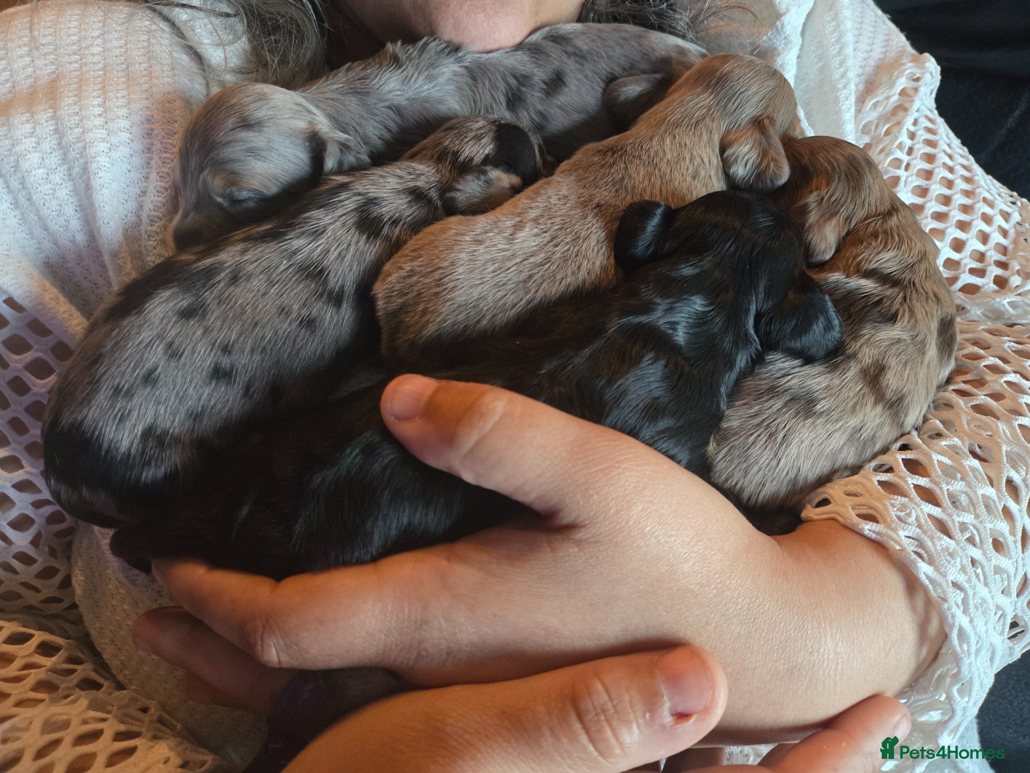 Dachshund dogs for sale: 5 gorgeous dachshund puppies for loving homes in Ludlow - Advert 12