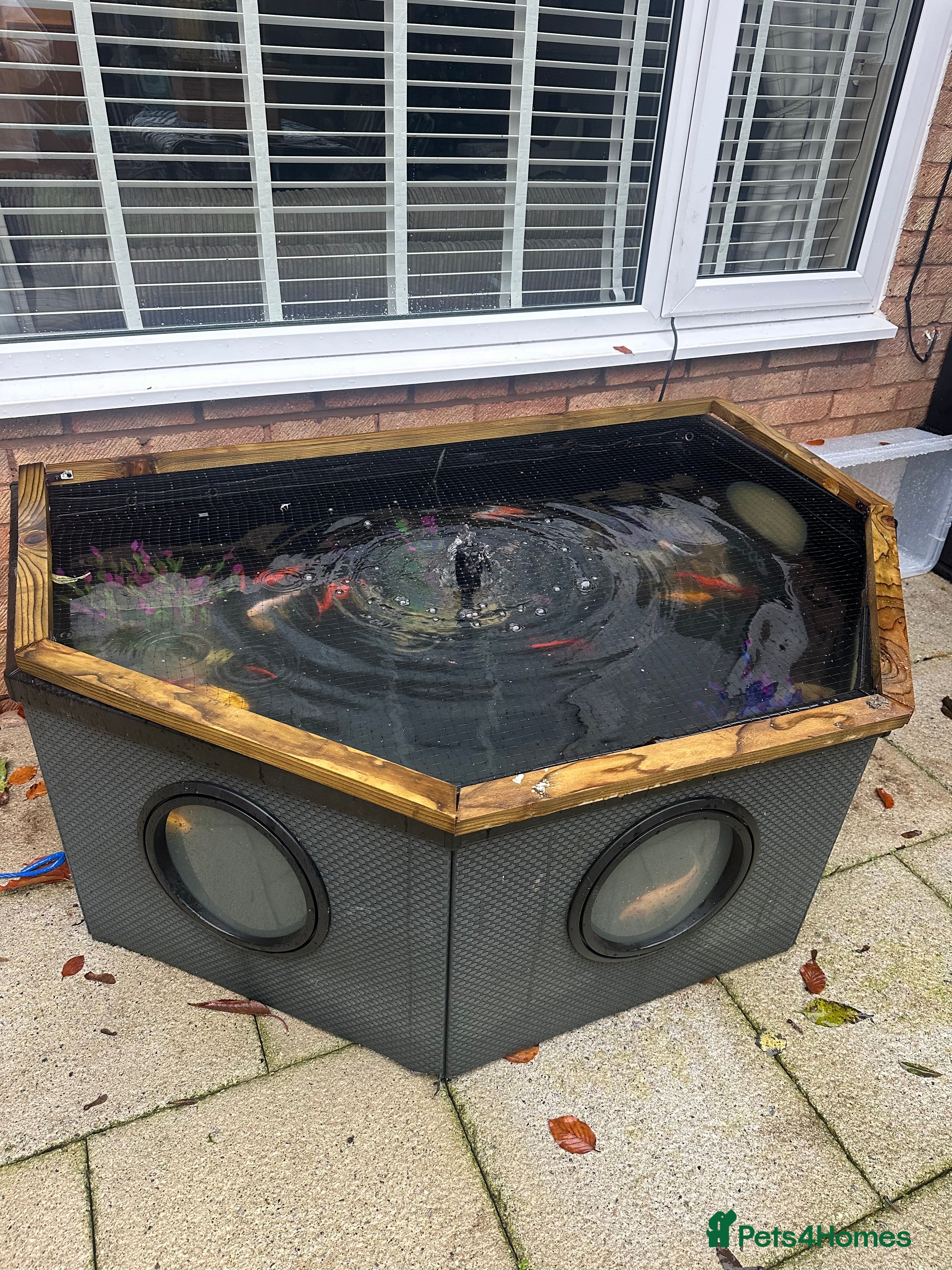 Goldfish fish Large pond and fish  - Advert 6