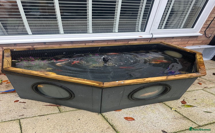 Goldfish fish - Advert 2