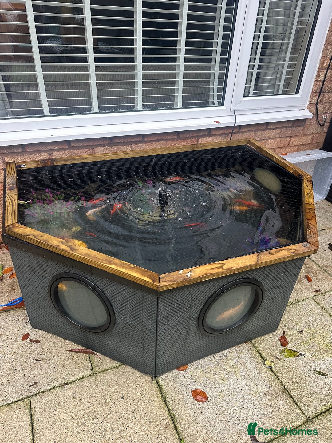 Goldfish fish for sale: Large pond and fish  - Image 1