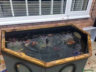 Goldfish fish for sale - Advert 1