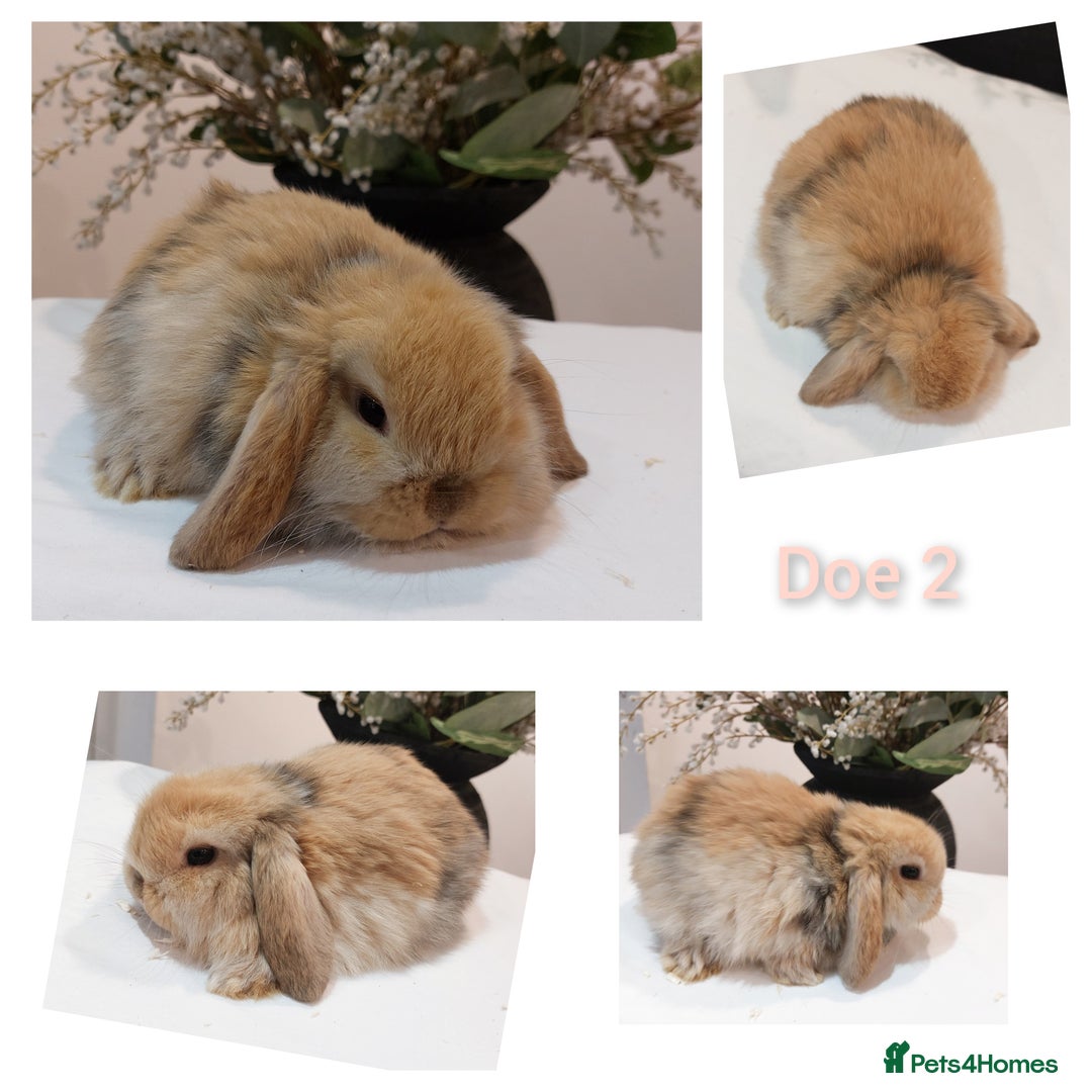 Mini Lop rabbits for sale: Stunning Mini Lop Baby Rabbits - Advert 7