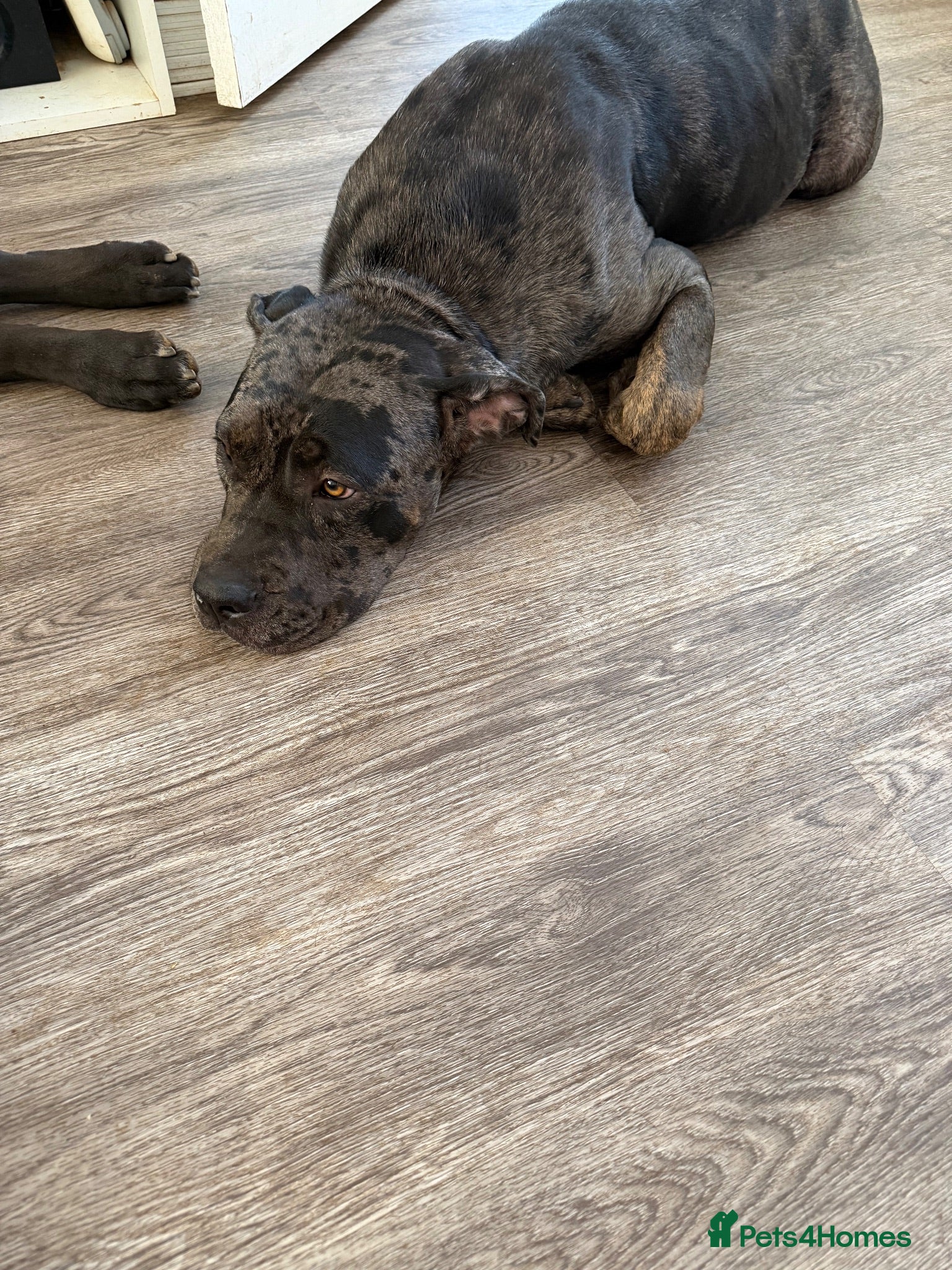 Cane Corso dogs Stunning Cane Corso  - Advert 1