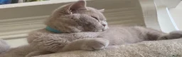 British Shorthair cats for sale: Championship line GCCF British Shorthair Kittens - Advert 29