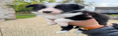 Border Collie 3
