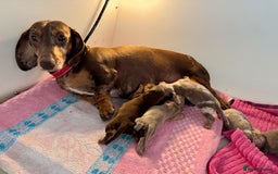 Miniature Dachshund dogs for sale: Miniature dachshunds  - Image 2
