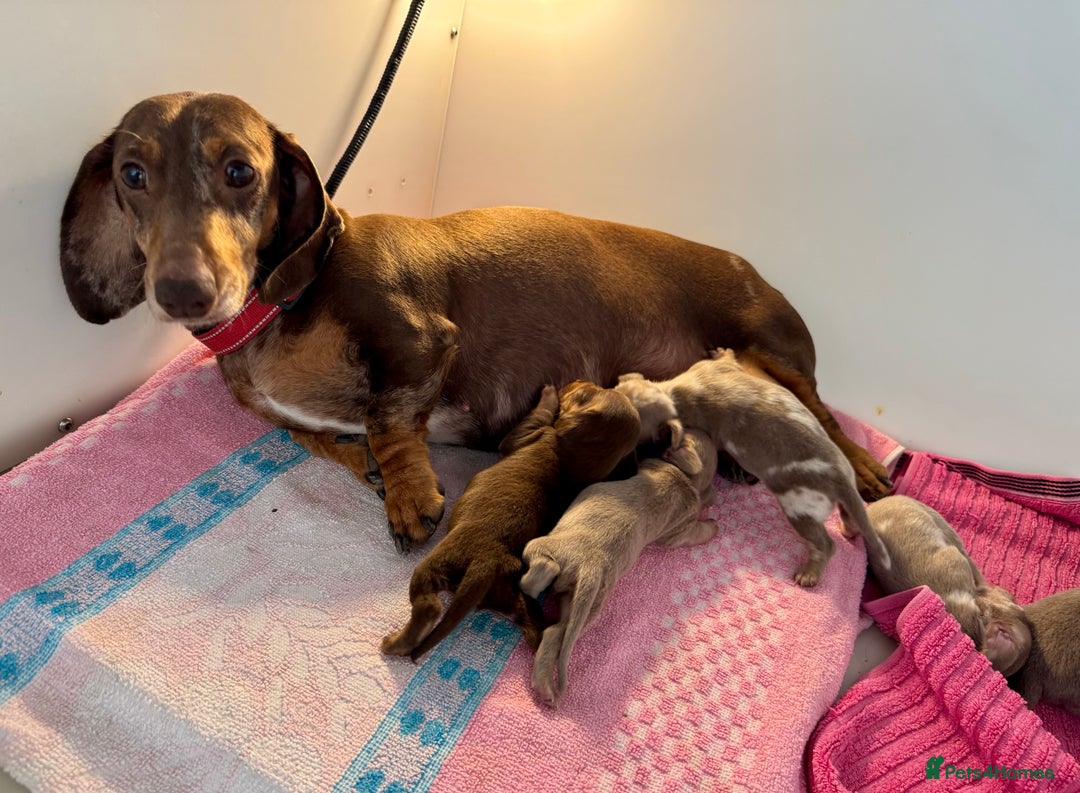 Miniature Dachshund dogs for sale: Miniature dachshunds  - Image 2